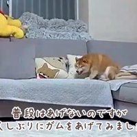 特別なガムをあげてみた♪