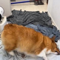 お風呂上がりのロイくん7