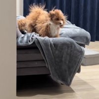 ケサランパサランが舞っているみたい