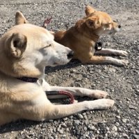 地面でくつろぐ2匹の犬