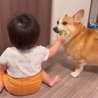 おもちゃを取られる犬