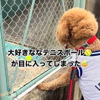 立つ犬1