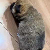 生後2週間の赤ちゃん柴犬
