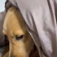 毛布をかぶってじっとしている犬