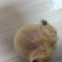 回転するきびちゃん