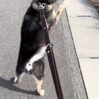 駆け寄る小学生の足と二足歩行の黒柴