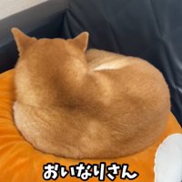 寝る犬