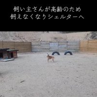 遠吠えする犬