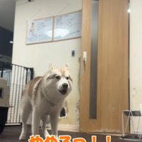 吠えるハスキー