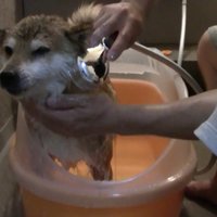 「またシャワーか…嫌だな～」