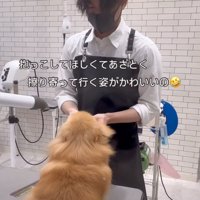 犬と戯れるトリマーの男性