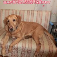 表情のない大型犬