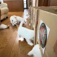 こんなに可愛い「一蘭」見たことない…！
