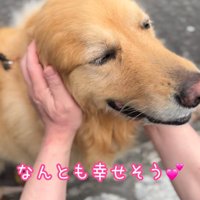 嬉しそうな大型犬