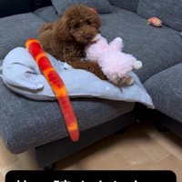 部屋で過ごす犬