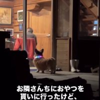 オヤツを貰いにきた