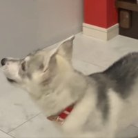 「できたよ！」