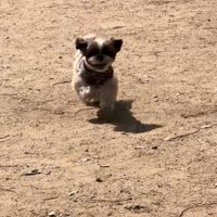 駆け寄る犬