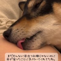 女性のお腹を舐める黒い犬