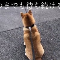座り込んで動かない犬