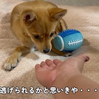 クンクンしてくれるようになった