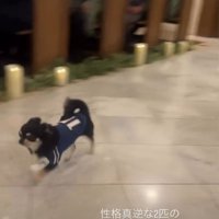 走る犬2