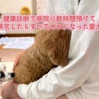 飼い主さんに顔をうずめるチャミィちゃん1