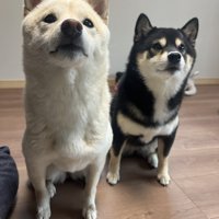 お行儀良く
