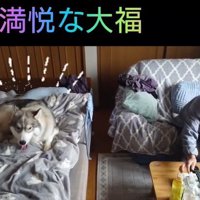 ご満悦な大福くん