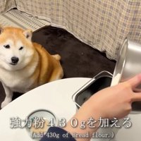 キラキラの目で材料を凝視