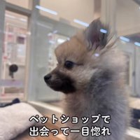 ガラスの向こうにいる子犬