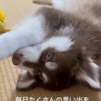 琥珀くんの成長記録9