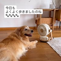 散歩の後くつろぐ大型犬