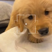 よちよち歩きのゴールデンレトリバーパピー