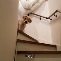 階段の下からお散歩に誘ったら…