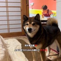 胡麻柴のしゅんくん