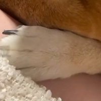 怒られてしまった犬