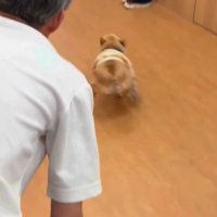 男性から離れて走って行く犬