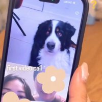 バーニーズマウンテンドッグのハリーくん