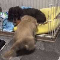 おもちゃを守る犬に近づく犬