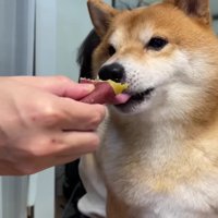 うにくんも食べられたよ♡