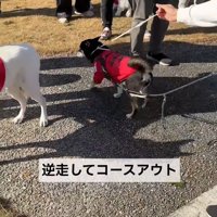 逆走からのコースアウトで失格