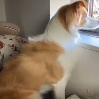 窓の外を見つめる犬2