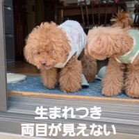 窓辺にやってきた2匹の犬