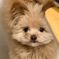 別バージョンの伏せ4