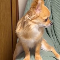 ソファーのひじ掛けにまたがる小型犬
