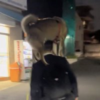 人の首元に乗る犬