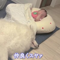 アイスちゃんと添い寝