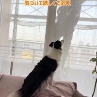 必死にアピール