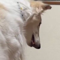 静かに飼い主の話を聞く犬